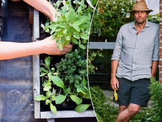 Wim Lybaert verklapt hoe je een weelderige kruidentuin aanlegt: “Iedere soort vraagt een eigen verzorging” 