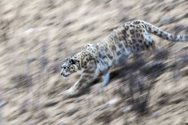 Snow Leopards and Friends