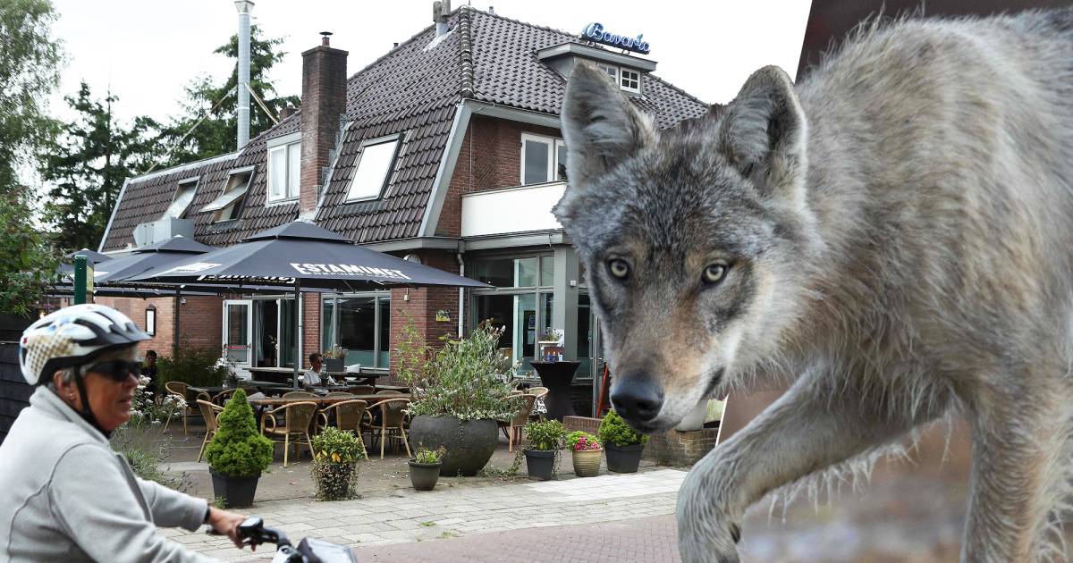 Normalement, à Austerlitz, après six heures, c’est le calme absolu, jusqu’à ce qu’un loup surgisse : « Pour la première fois que tu cherches quelque chose » |  Loup dans la province d’Utrecht