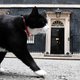 Wie is de geheimzinnige kattenmoordenaar in Londen?