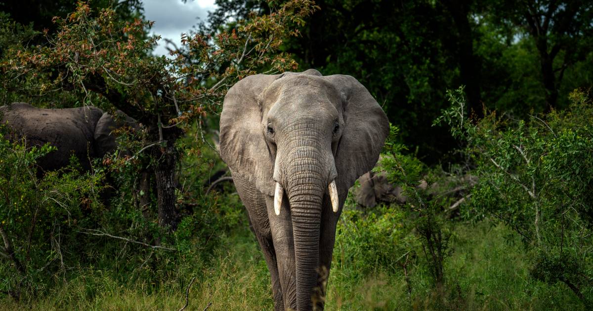 Слон убил браконьера в национальном парке Крюгера |  животные