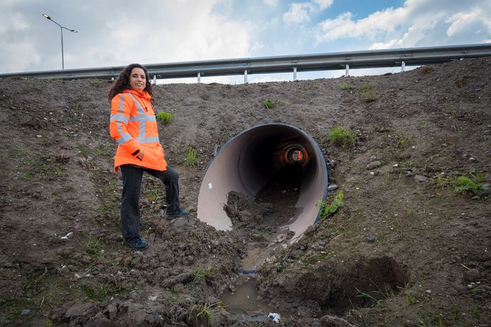 Ecologe Claudia Rodrigues van Rijkswaterstaat: ,,We proberen te denken zoals dieren dat doen.’’