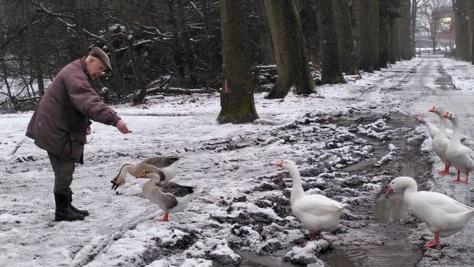Loslopende honden roeien ganzenpopulatie uit op landgoed Eikenburg in Eindhoven: ‘Ze zijn erg bang’