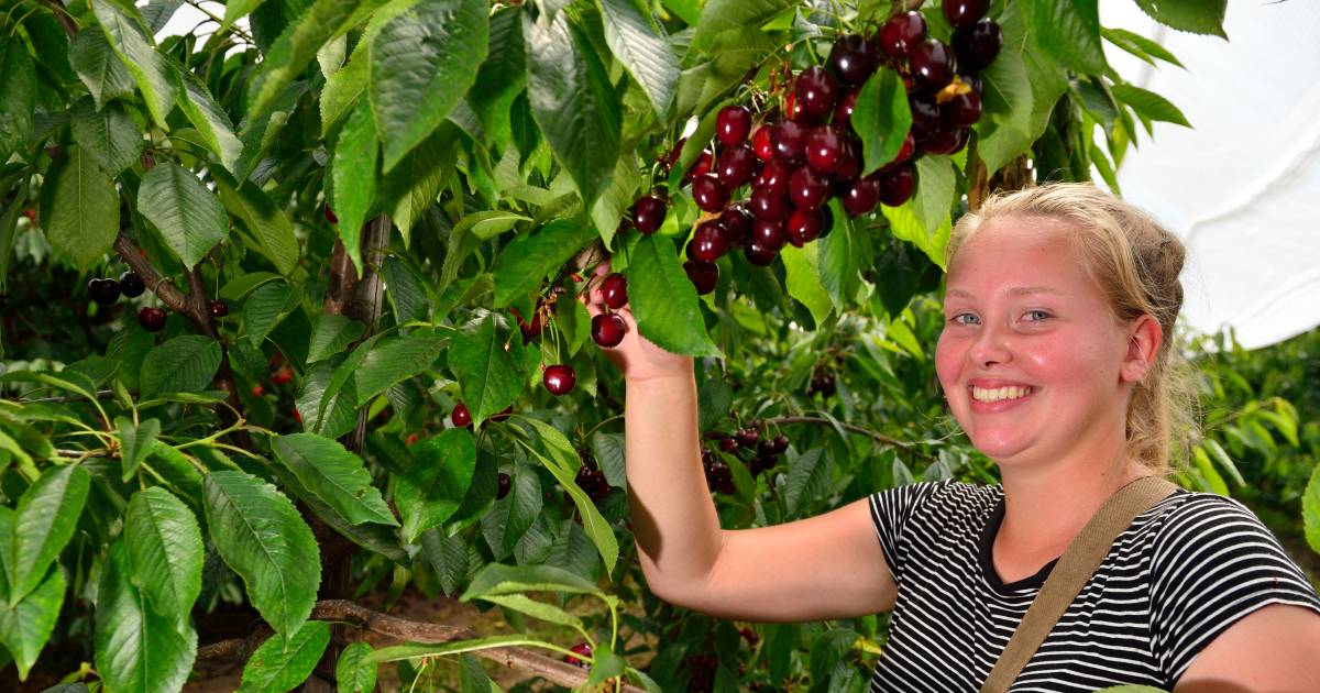 Kersen in Hekendorp: om in te bijten!