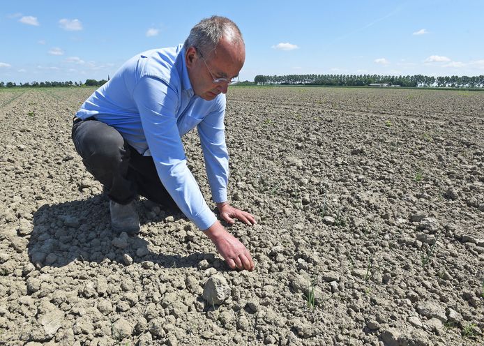 Landbouwer Frank Kuijpers bekijkt de droogte op zijn uienveld.