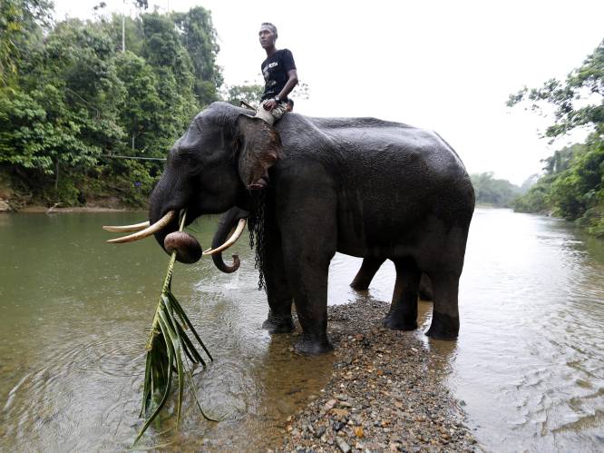 Aziatische olifant heeft wiskundeknobbel bijna zo groot als de mens