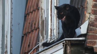 Ontsnapte, maar teruggevonden panter nu gestolen uit Franse dierentuin