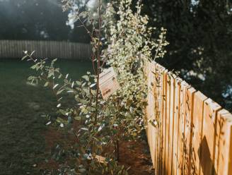 Je tuin omheinen: dit zijn de regels