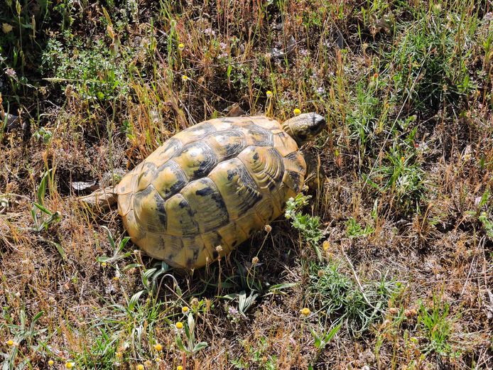 ondanks Anders Koel Een schildpad als huisdier? Begin er niet aan! | Natuur | gelderlander.nl