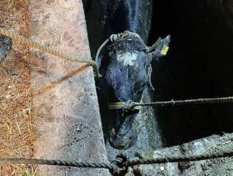 Brandweer redt koe uit gierput bij Koudekerke