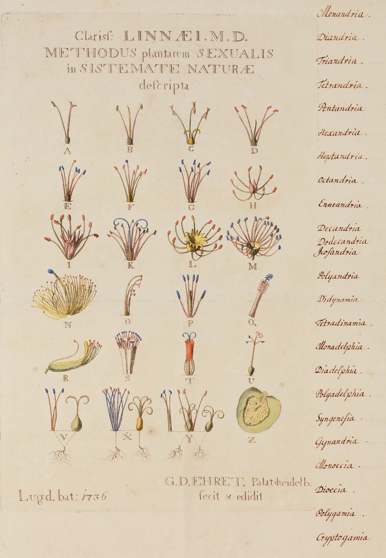 Een deel van de meer dan 18.000 plantbeschrijvingen van Linnaeus.  Beeld 