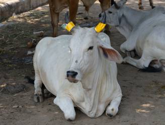 Menigte in India lyncht moslim omdat hij rundvlees smokkelde