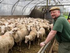 Schaapsherder John vreest voor toekomst door blauwtong: ‘Overheid moet tegemoetkomen’