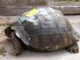 Gepeperde rekening voor aanrijden van met uitsterven bedreigde reuzenschildpad op Galapagoseilanden