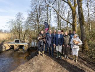 Provincie plaatst nieuwe stuw op Roosterbeek in Zonhoven