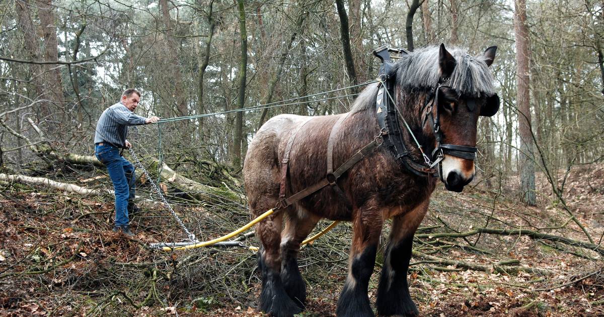 Paarden slepen met dikke boomstammen door bos bij Hezingen