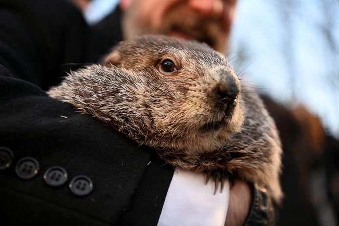 Au sud du Canada, dans le village de Punxsutawney en Pennsylvanie (nord-est des Etats-Unis), la marmotte Phil, bien vivante, a pronostiqué un hiver devant durer encore six semaines.