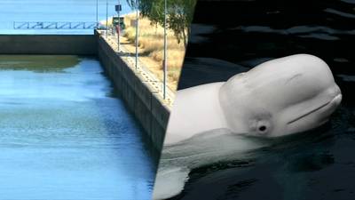 Hoop op redding van witte dolfijn in Seine wordt steeds kleiner