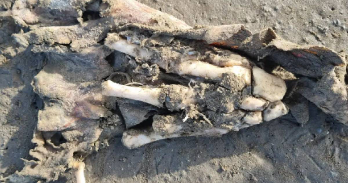 Wandelaar schrikt zich rot van aangespoelde ‘mensenhand’ op strand Ameland