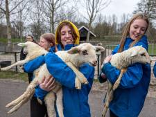 Schapen van Miranda's kinderboerderij aangevallen, maar dan komt Anita: ‘Zo'n lief aanbod’