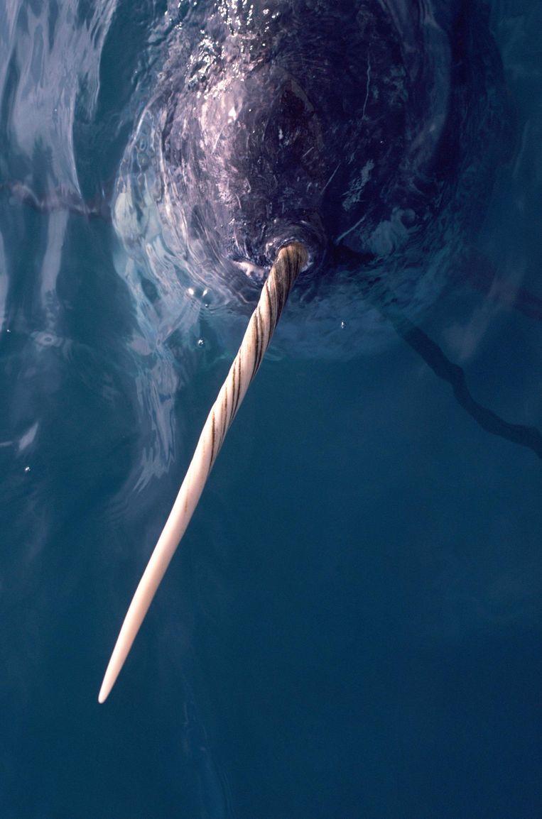 Een narwal, met de typische gedraaide hoorn. Beeld Hollandse Hoogte / Arctic Photo