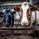 Eiwitnorm veevoer mogelijk van tafel door droogte