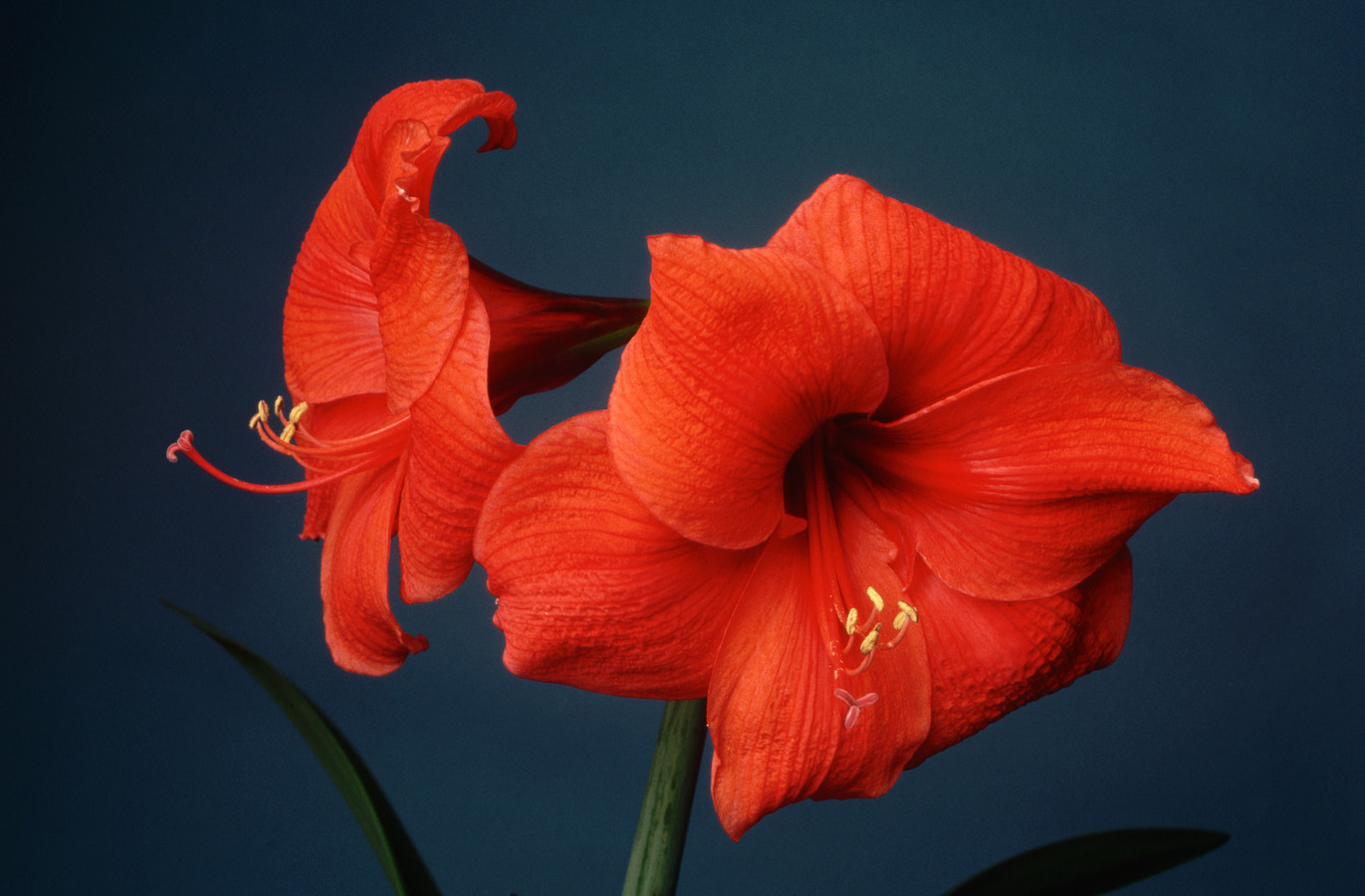 Amaryllis zonder waxlaagje loopt volgend jaar weer uit Foto AD.nl