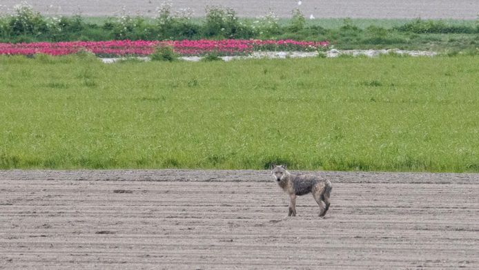 Een jonge wolf in Nederland, archiefbeeld ter illustratie.