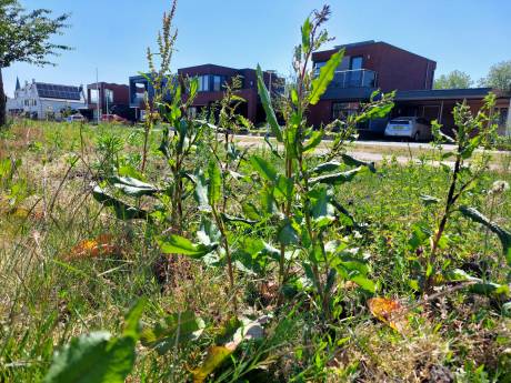Waarom heeft onkruid vrij spel in zoveel van deze perken en parken? ‘Eén grote woekerzooi!’