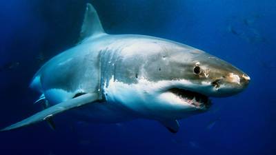 Snorkelaarster wellicht verwond door haai voor Engelse kust