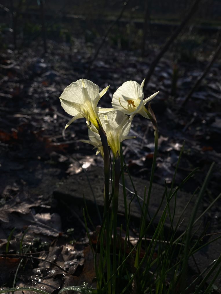 Narcissus bulbocodium. Beeld Elspeth Diederix