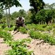 Afrikaanse oogst betekent: meer honger daar, meer winst hier