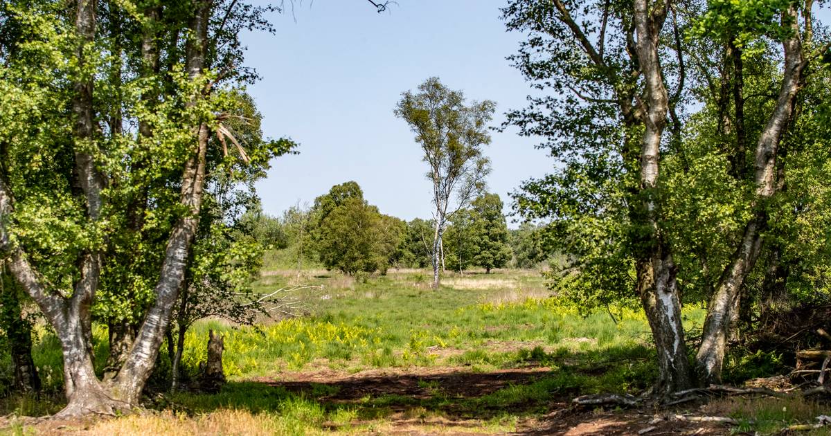 Pas aanpak natuurgebied De Bult na besluit over heropening vliegbasis De Peel | Gemert-Bakel