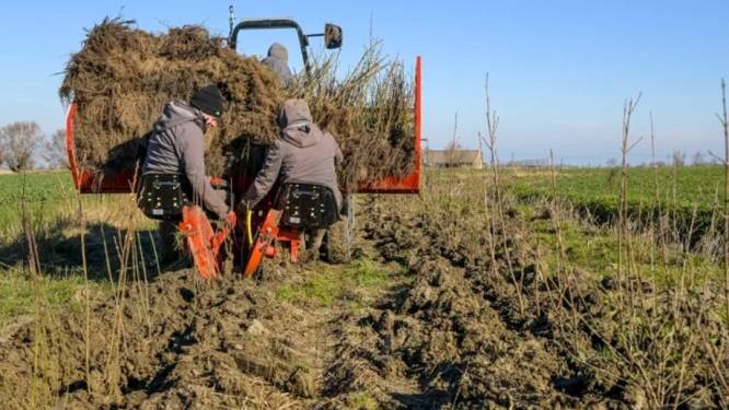 Vogels, vleermuizen en egels vinden thuis in 10 kilometer nieuwe houtkanten
