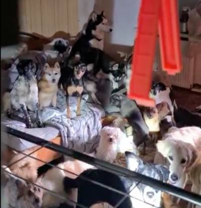 Hallucinante beelden van verzamelwoede met honden in Lanaken: “Mensen leefden tussen de uitwerpselen van de dieren”