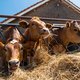 ‘Twintig grootste veehouders ter wereld produceren samen méér broeikasgassen dan heel Duitsland’