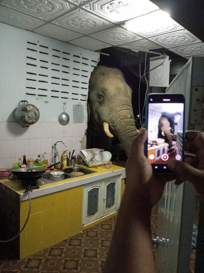 L'animal massif a passé sa tête à l'intérieur de la cuisine de Kittichai Boodchan aux premières heures dimanche, utilisant sa trompe pour trouver de la nourriture