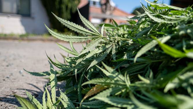 Veertiger en ex riskeren celstraf van 1 jaar met uitstel voor cannabisplantage… van enkele plantjes