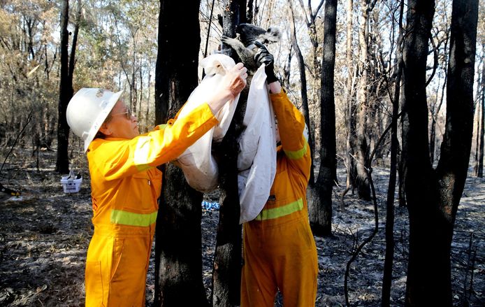 Australische reddingswerkers redden een gewonde koala.