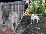 Kijk mee: De spannende zoektocht naar vermiste hond Bianca