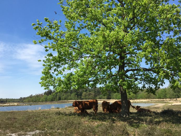 Brabant heeft veel mooie natuur.