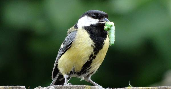 Nestkastjes hangen in de Hof, laat de rupsen maar komen