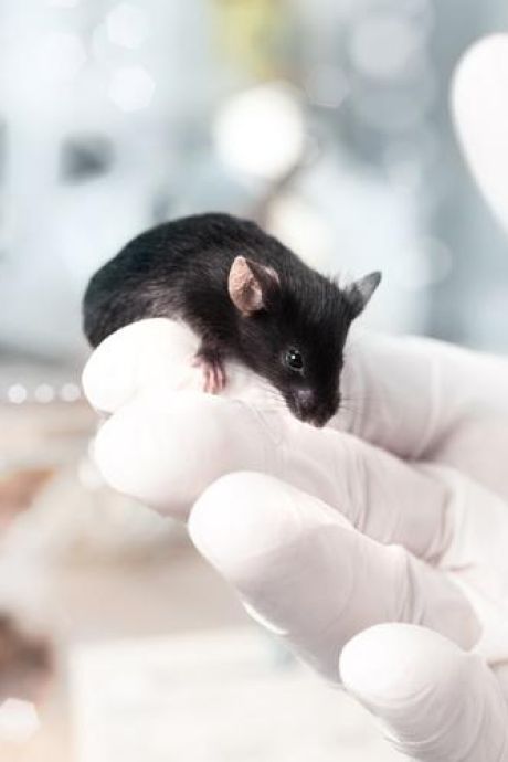 “Révolutionnaire” : des scientifiques créent une souris issue de deux pères