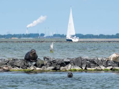 Doodziek Grevelingenmeer? ‘Mosselvissers waarschuwden al voor dit fiasco van de bovenste plank’