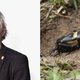 Ook in de week van de veldkrekel zul je nauwelijks een veldkrekel zien
