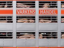 Varkenshandelaren in het nauw door sluiting slachterij Gosschalk: ‘Je voelt je net een bedelaar’