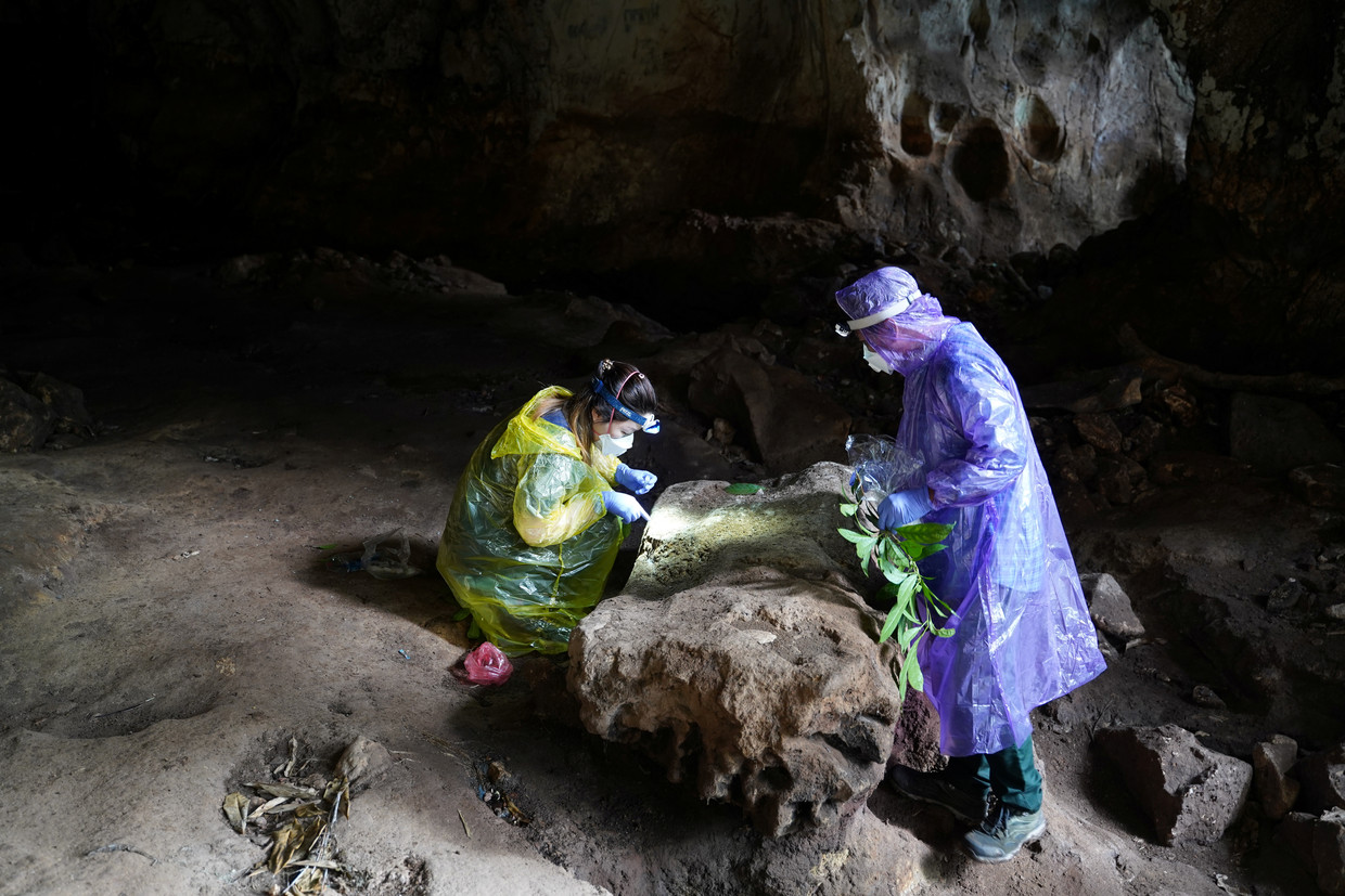 Onderzoekers van het Pasteur Instituut verzamelen uitwerpselen van vleermuizen in een grot op de Chhangauk-heuvel in Laos. Beeld REUTERS