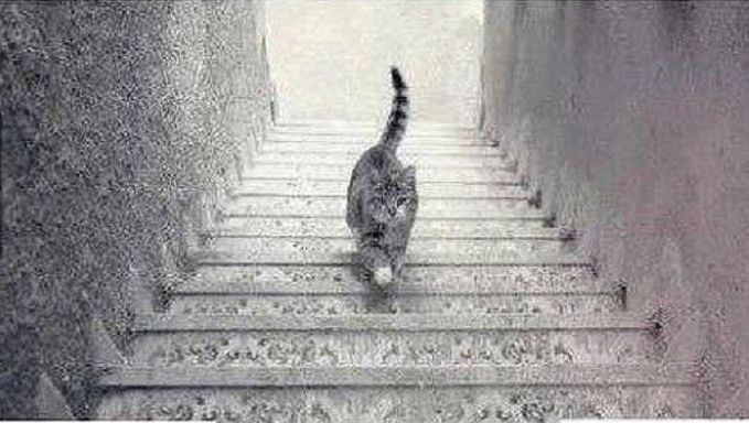 Vergeet jurk', gaat deze kat de trap op of af? | Bizar | AD.nl