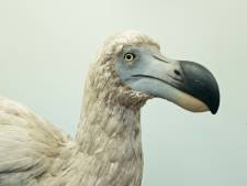 Jurassic Park met vogels? Kwart miljard dollar ingezameld om dodo terug te brengen