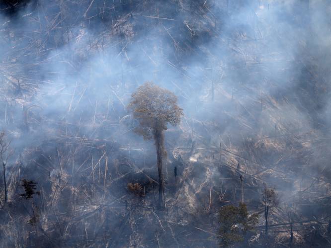NGO: “Bosgebied groter dan Frankrijk verdwenen tussen 2002 en 2019”